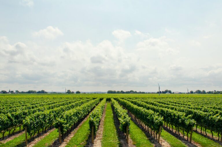 Proyecto blockchain en el sector agrícola
